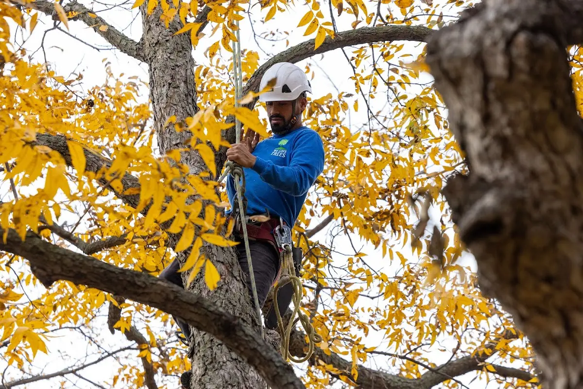 Skilled Tree Transplanting crew working in Waite